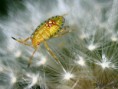 /album/hemiptera/edessa-meditabunda-1-jpg/